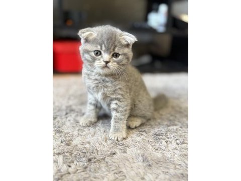 Sevimli scottish fold kardeşler yeni yuvalarını arıyor