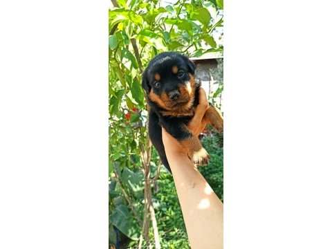 40’günlül rottweiler dişi