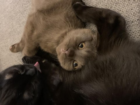 24 kasım doğumlu scottish fold