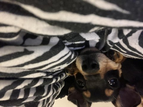 5 aylık pinscher erkek
