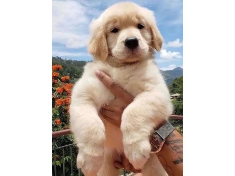 İzin belgeli üretim çiftliğinden golden retriever kapıda öde