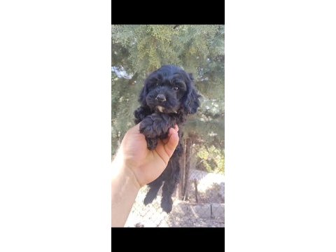 Coockapo 55 günlük köpeğimiz