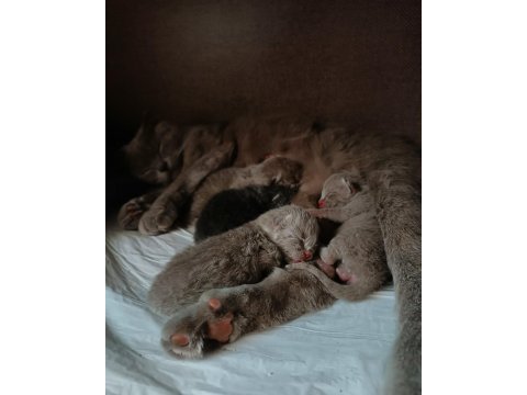 Scottish fold yavrularımız rezerveye açıktır