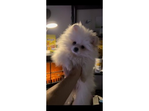 2 aylık dişi pomeranian boo
