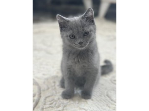 British shorthair 2 aylık dişi
