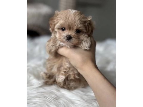 Teacup maltipoo yavrular