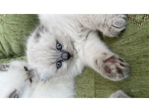 Scottish fold blue point long hair 0 kulak