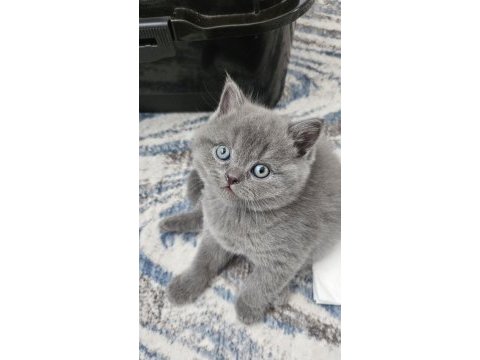Gri brıtısh shorthair yavrularım 