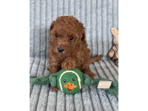 Eşsiz güzellikte toy poodle yavrumuz