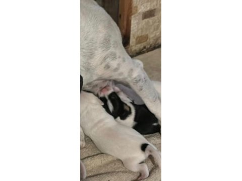 Fırlama jack russell show kalite