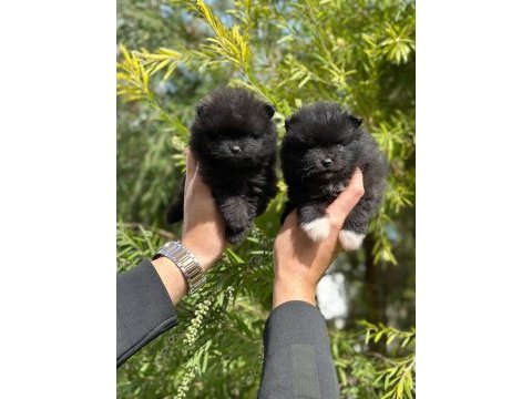 Pomeranian boo yavruları orjinal