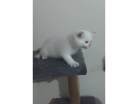 Safkan british shorthair secereli anne babadan full