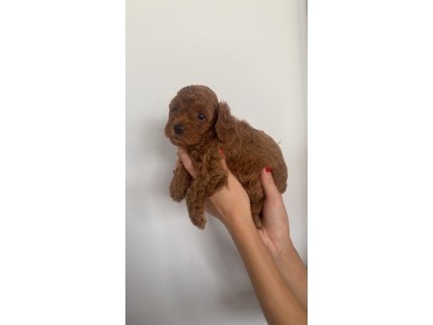 Toy poodle yavruları