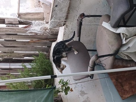 Ücretsiz kedi sahiplendirme