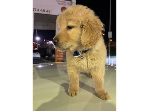 Golden retriever yavru köpek 2 aylık