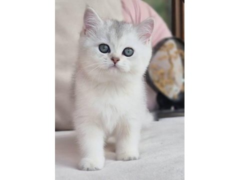 Siyah ve beyazın uyumu ns24 british shorthair