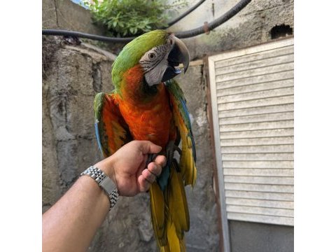 Konuşan hibrit rubygold macaw