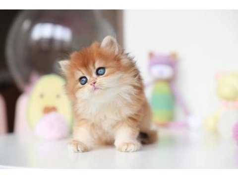 Altın parlaklığında golden british longhair 