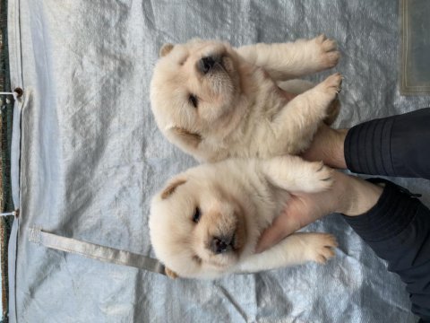 Mükemmel kalite chow chow yavrular