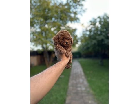 Sağlık ve ırk garantili toy poodle yavrularımız