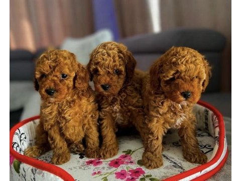Sevimli toy poodle yavrularım 