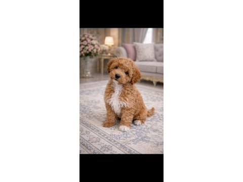 Maltipoo erkek