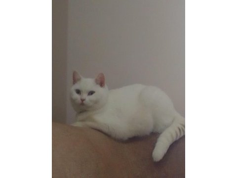 British shorthair kedisi