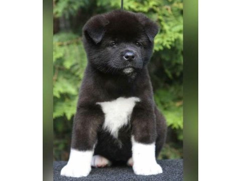 Akita inu yavrular evinizin neşesi olacaktır