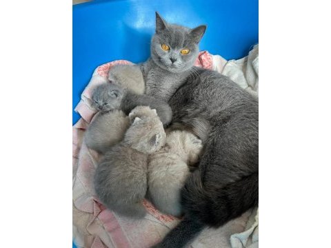 Dünya tatlısı british shorthair yavrular