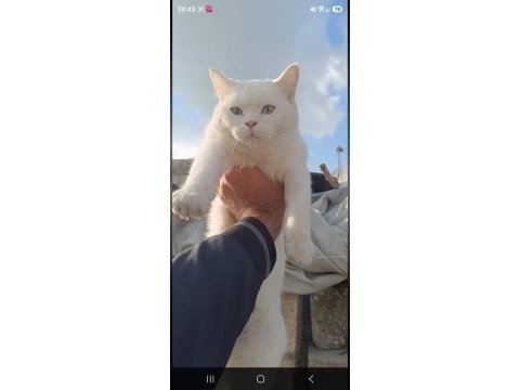 Cana yakın sevimli british shorthair dişi