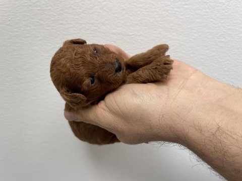 Bizde hazırız poodle yavrular
