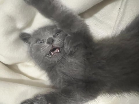 2 aylık erkek british shorthair