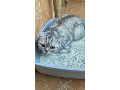 Kedimiz ettim masrafları çıkarak verilecektir ücretsiz gibi