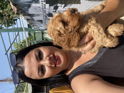 Dişi ve erkek red brown toy poodle yavrularım