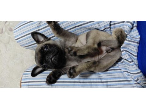 Rıfkısu hazır pug