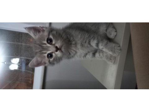 Scottish silver tabby dişi
