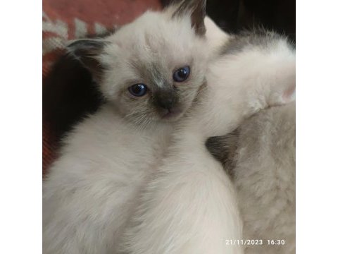 British shorthair pembe patiler