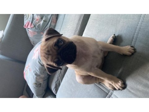 2,5 aylık pug a kalite