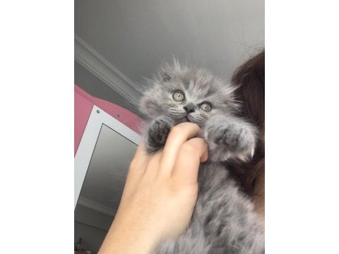 Scottish fold longhair dişi