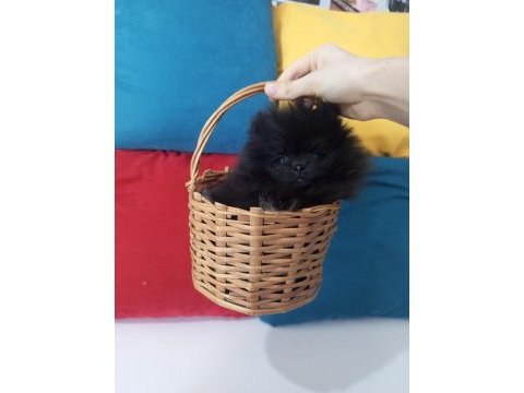 Teacup pomeranian yavrular