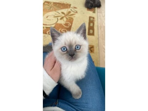 2 aylık blue point yavru scottish fold