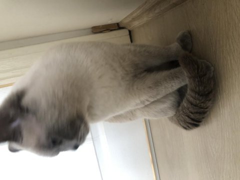 Siyam kedisi orijinal ırk