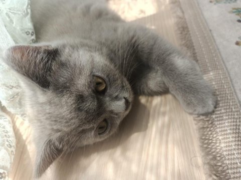 Yavru kediler sahiplendirilecek ihtiyacı olana