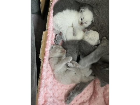 1 aylık scottish fold yavrular