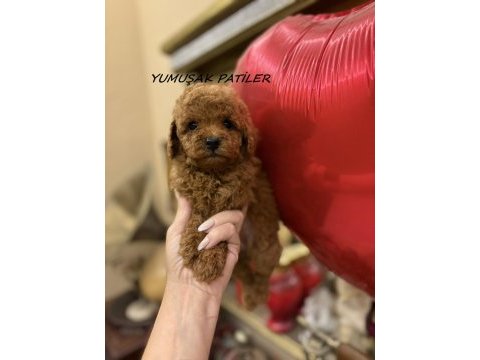 Orijinal toy poodle