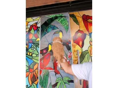 Irk ve sağlık garanti orjinal maltipoo bebeğimiz
