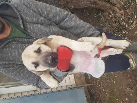 Karabaş kangal