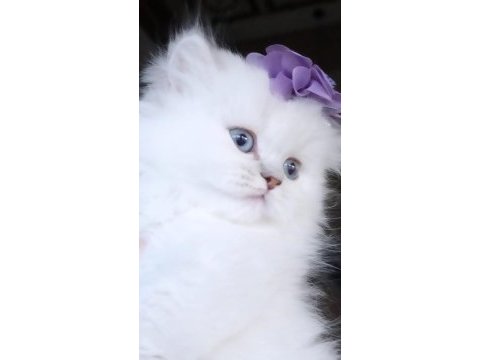 Boncuk gözlü british longhair dişi