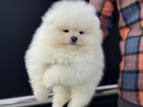 Petmode köpek çiftliğinde ziyarete açık pomeranian