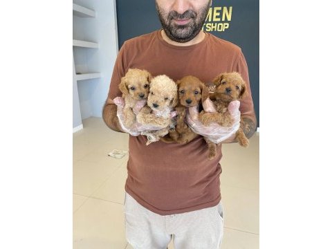 Show kalite maltipo yavrulr çeşit çeşit yavrulr ank